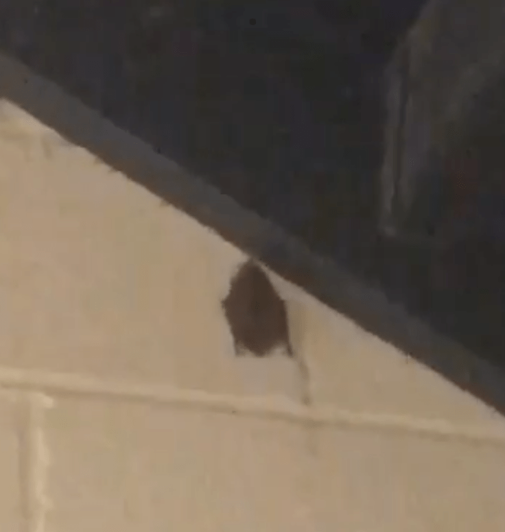 Bat found under Gonzaga stairwell