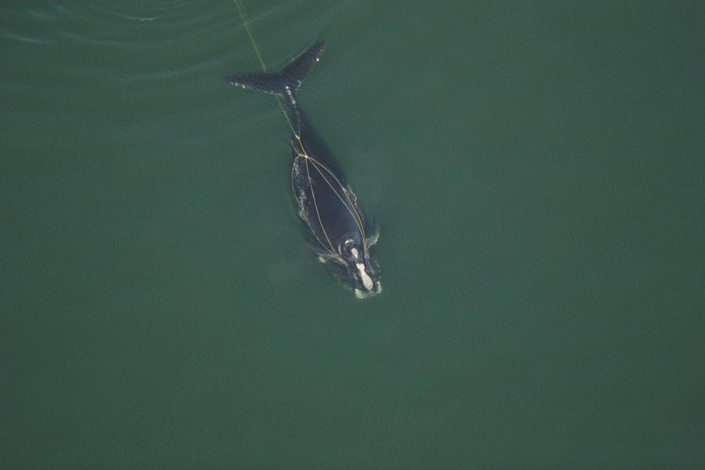 A North Atlantic Right Whale is tangled in fishing line off the coast of Crescent Beach, Florida. (Photo by Florida Fish and Wildlife Conservation Commission, NOAA Research via Flickr)