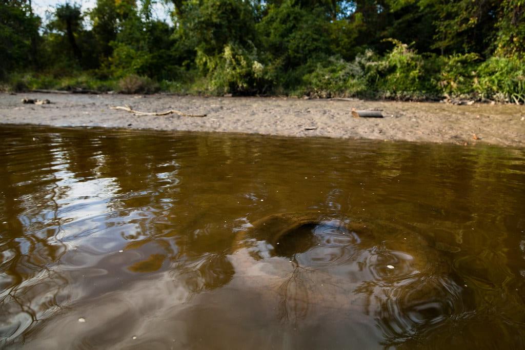 A submerged tire in the Anacostia River is just one example of pollution in the water ways of D.C. (Will Parson/Chesapeake Bay Program)