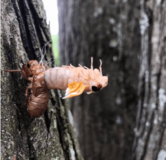 A cicada will shed its shell once it emerges from the ground. (Provided by Mr. John Auesema's neighbor)